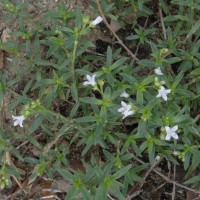 Oldenlandia umbellata L.